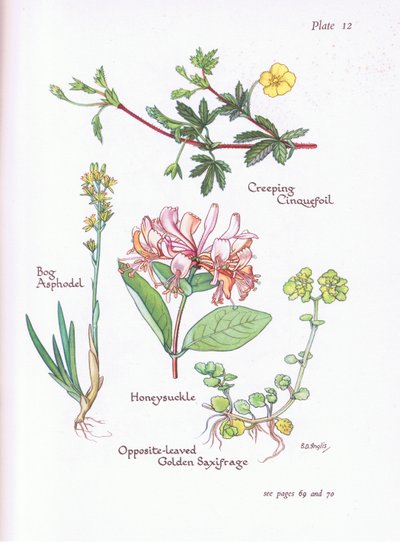 Sürünen Cinquefoil, Bataklık Asphodel, Hanımeli veya Odunsuyu, Karşısında Yapraklı Altın Saxifrage, 1951 by Bessie D. Inglis