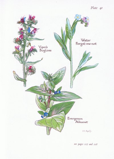 Evergreen Alkanet, Vipers Bugloss, Su Unutma Beni, 1951 by Bessie D. Inglis