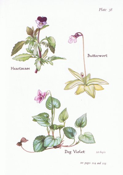 Heartsease, Köpek Menekşe, Butterwort, 1951 by Bessie D. Inglis