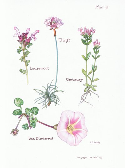 Lusewort, Tasarruf veya Deniz Pembesi, Kantaron, Deniz Gülsuyu , 1951 by Bessie D. Inglis