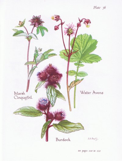 Marsh Cinquefoil, Dulavratotu, Su Avens, 1951 by Bessie D. Inglis