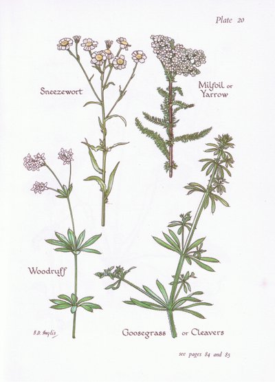 Sneezewort, Milfoil veya Civanperçemi, Woodruff, Goosegrass veya Cleavers, 1951 by Bessie D. Inglis
