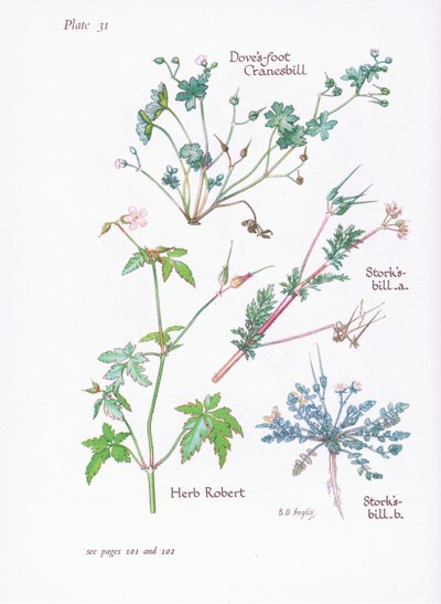 Leylek Bill, Güvercin Ayağı, Cranesbill, Herb Robert, 1951 by Bessie D. Inglis