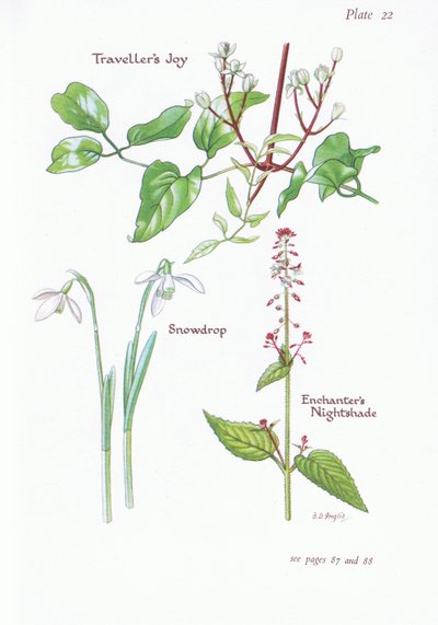 Travellers Joy, Enchanters Nightshade, Kardelen, 1951 by Bessie D. Inglis