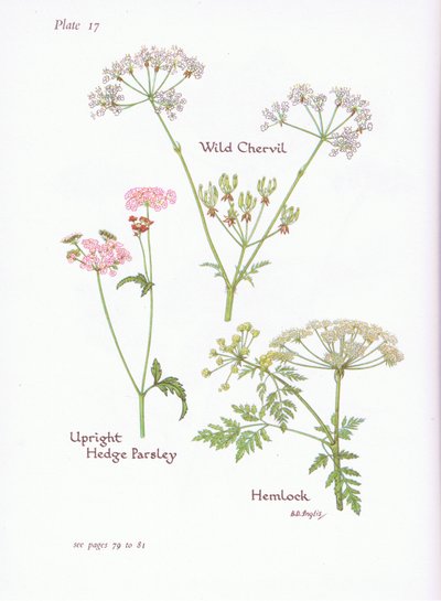 Yabani Chevril, Hemlock, Dik Çit Maydanoz, 1951 by Bessie D. Inglis