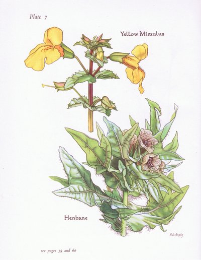 Sarı Mimulus, Henbane, 1951 by Bessie D. Inglis