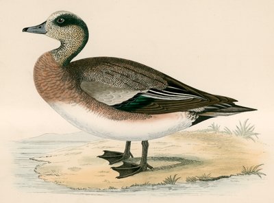 Amerikan Wigeon by Beverley R. Morris