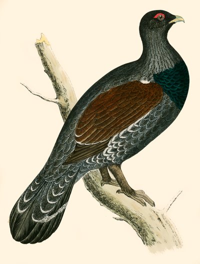 kapari by Beverley R. Morris