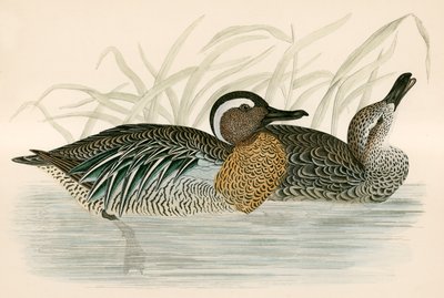Garganey Turkuaz by Beverley R. Morris
