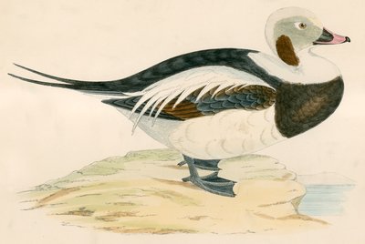 Uzun kuyruklu ördek by Beverley R. Morris