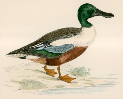kürek by Beverley R. Morris