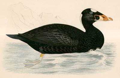 emin scoter by Beverley R. Morris