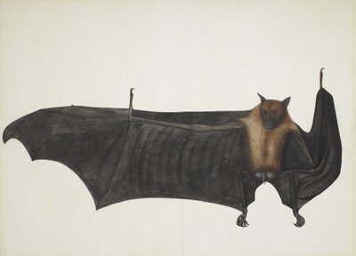 Büyük Hint Meyve Yarasası, yak. 1777-82. by Bhawani Das