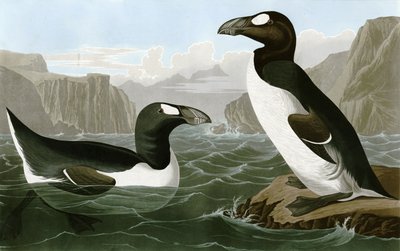 Büyük Auk by Bird Artist of America. John James Audubon