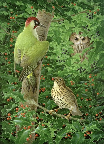 Ağaçkakan, Baykuş ve Ardıç (kağıt üzerine guaj) by Birgitte Hendil