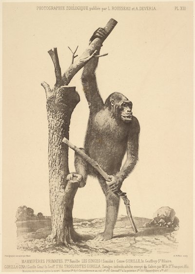  by Bisson Frères