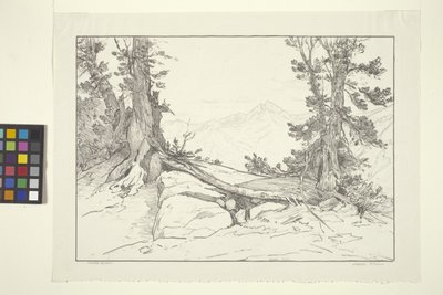 Sierra Pines (kağıt üzerine mürekkep) by Bolton Coit Brown