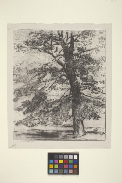 Şeker Akçaağacı (kağıt üzerine mürekkep) by Bolton Coit Brown