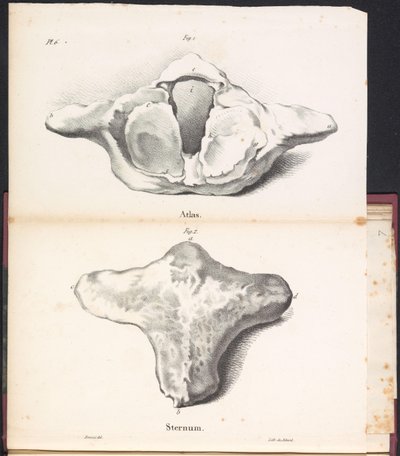 Atlas ve balinanın göğüs kemiği, 1827 Atlas / Sternum (nesne üzerindeki başlık) by Bossuet