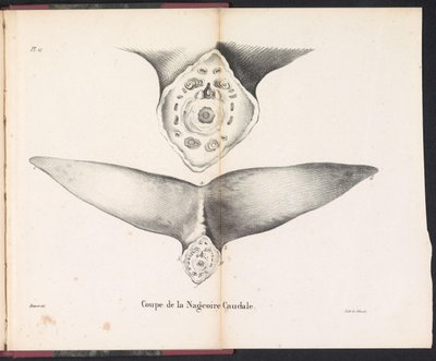Balinanın kuyruk yüzgecinin kesiti, 1827 Coupe de la Nageoire Caudale (nesne üzerindeki başlık) by Bossuet