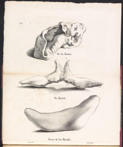 Balinanın dil kemiğinin üç parçası, 1827 Os du Rocher / Os Hyoid / Corne de l
