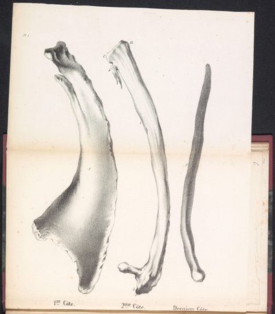 Balinanın Üç Kaburgası, 1827 1. Côte / 2me Côte / Derniere Côte (nesne üzerindeki başlık) by Bossuet