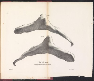 Balinanın Kalça Kemiği, 1827 Os Pelviens (nesne üzerindeki başlık) by Bossuet