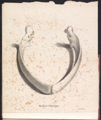 Balinanın alt çenesi, 1827 Machoire aşağı (nesne üzerinde başlık) by Bossuet