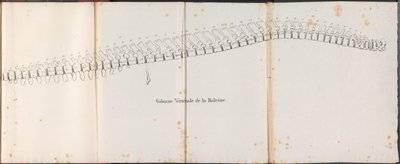 Balinanın Omurgası, 1827 Colonne Vertébrale de la Baleine (nesnedeki başlık) by Bossuet