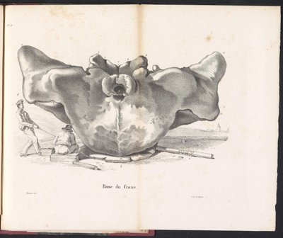 Balina Kafatası, 1827 Base du Crane (nesne üzerindeki başlık) by Bossuet