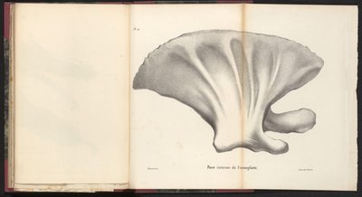 Balinanın kürek kemiği, 1827 Face interne de l'omoplate (nesne üzerindeki başlık) by Bossuet