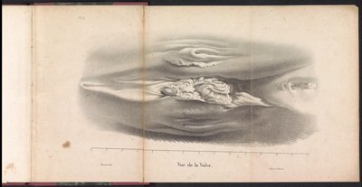 Balinanın Kadın Genitalleri, 1827 Vue de la Vulve (nesne üzerindeki başlık) by Bossuet