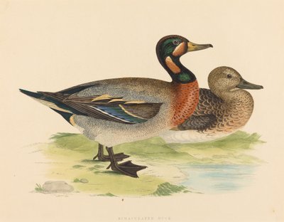 Bimaküle Ördek by British 19th Century