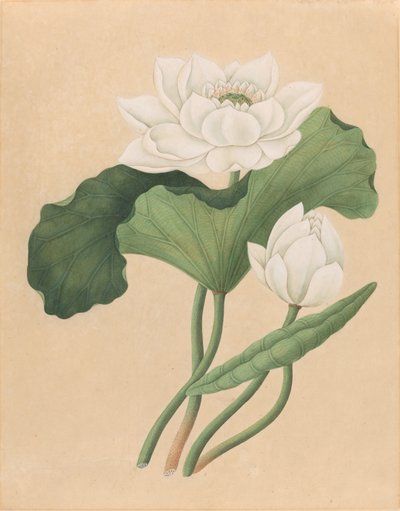 Doğu Hint Lotusu (Nelumbo nucifera) by British 19th Century