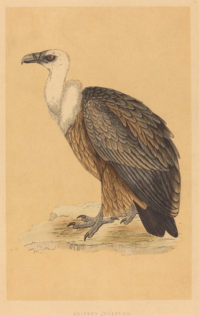 Kızıl akbaba by British 19th Century
