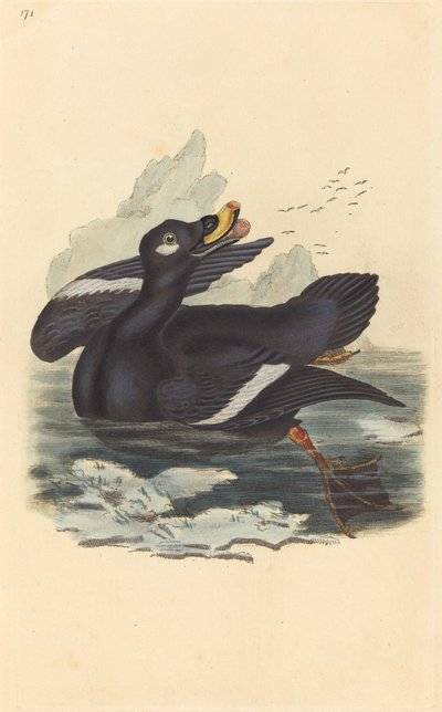 kadife ördek by British 19th Century