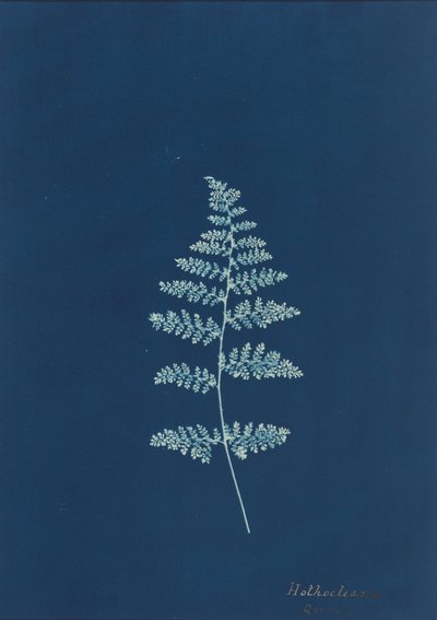 Hothocleana, c. 1850
