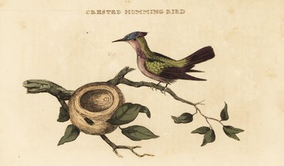Antiller tepeli sinek kuşu, Orthorhyncus cristatus by British School