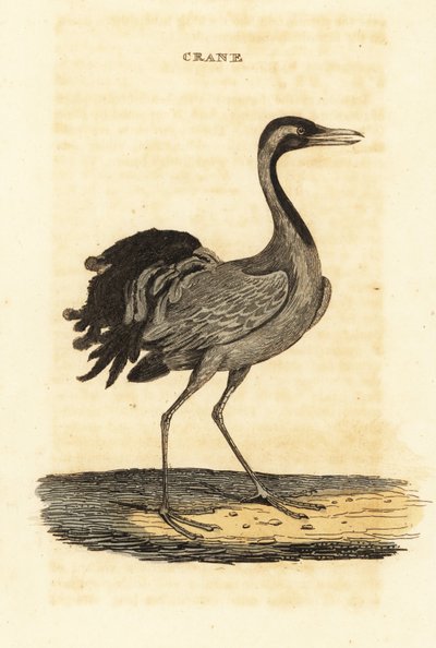 Demoiselle vinç, Grus başak by British School