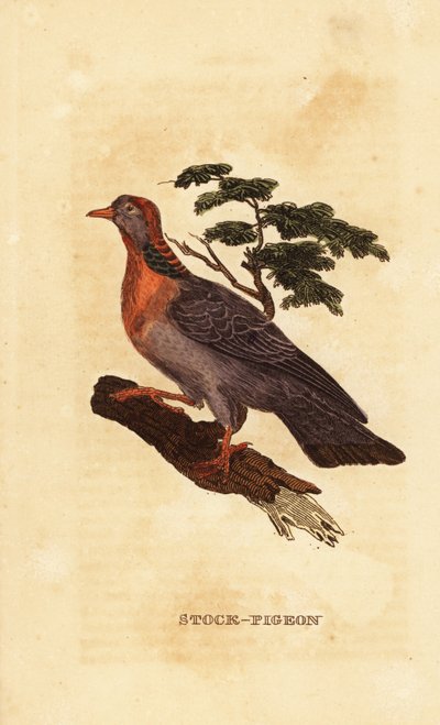 Stok güvercin, Columba oenas by British School