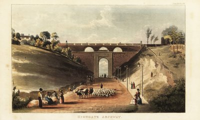 Sığır ve koyunları Highgate Hill