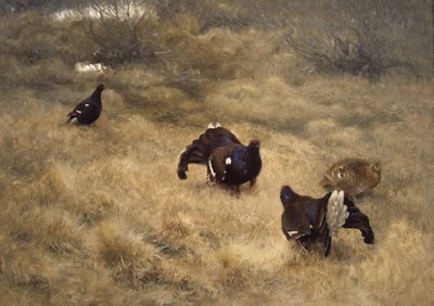 Yosun içinde kara orman tavuğu çiftleşme oyunu by Bruno Andreas Liljefors