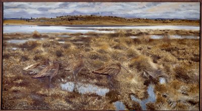 Bataklıklarda Curlews Kuşları. Bruno Andreas Liljefors'un (1860-1939) 1913 Güneş tarafından yapılan tablosu. 1,19x2,2 m by Bruno Andreas Liljefors