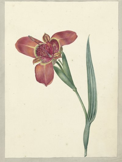 Ferraria Tigrina adlı çiçek by C.J. Kruimel
