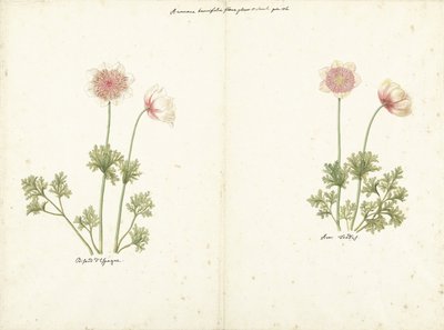Anemonlarla ilgili iki çalışma by C. Baak