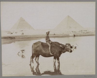 Mısır Beufe et Pyramides'de arka planda iki piramit olan bir bufalodaki çocuk (nesnedeki başlık) by C. and G. Zangaki