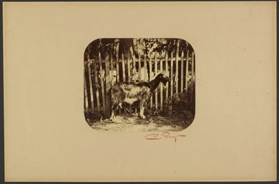  by Camille Silvy
