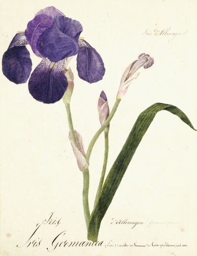 Alman İris; Iris Germanica, c. 1815-1851 by Capitaine Pelletier