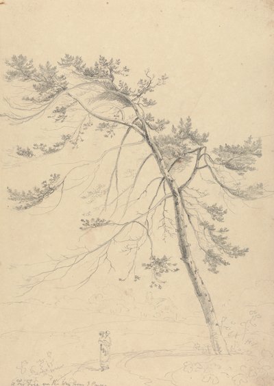 Doğu İneklerinden Yolda Bir Köknar Ağacı by Capt. Thomas Hastings