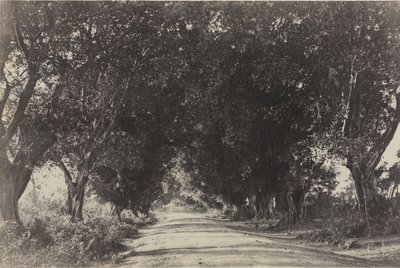 Banian Ağaçları Bulvarı, Seringham, Hindistan by Captain Linnaeus Tripe